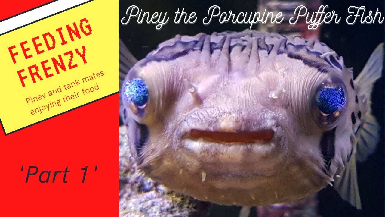 Feeding my Porcupine Puffer and tank mates | Saltwater tank ( Part 1 )