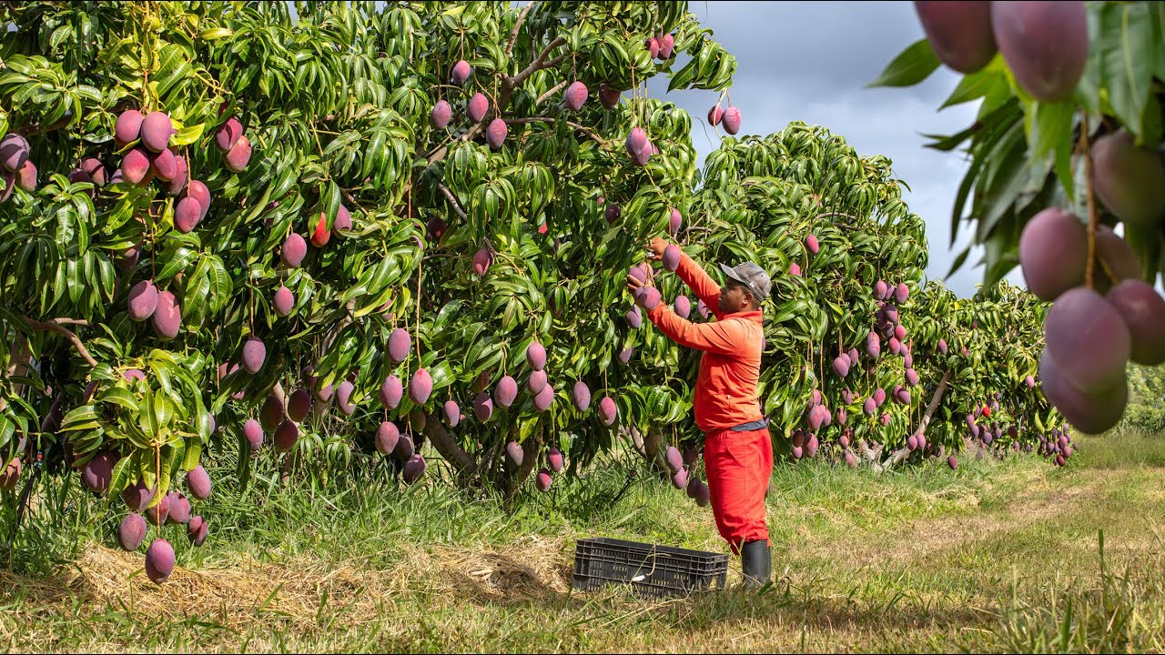 MANGA - ÉRICO CARDOSO - AGRICULTURA DA BAHIA