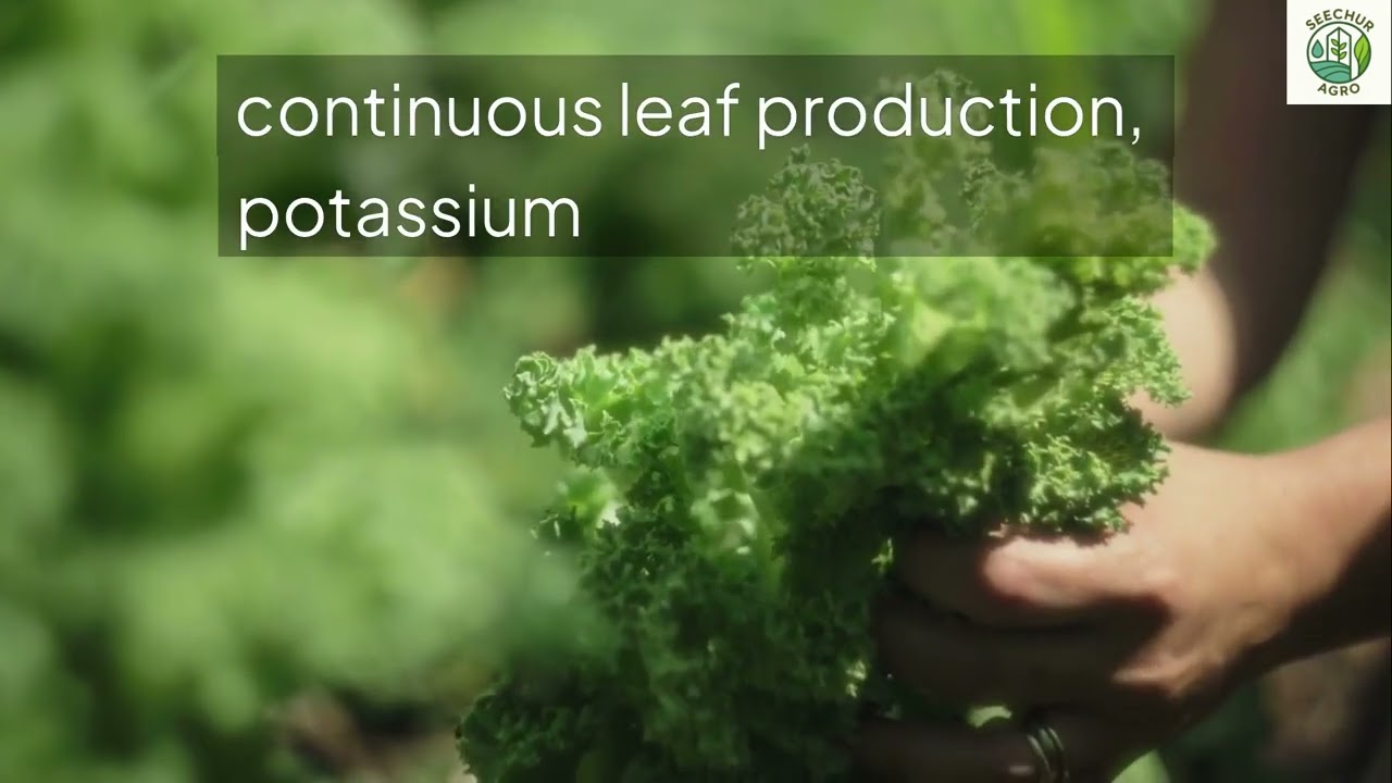 Kale in NFT Hydroponics