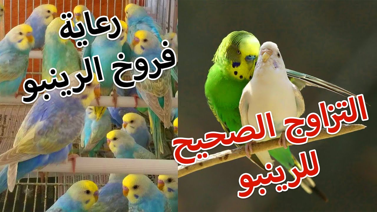 ذكر الرينبو بيتجوز على طول بعد وضع المحار والمشكلة ف أولادة