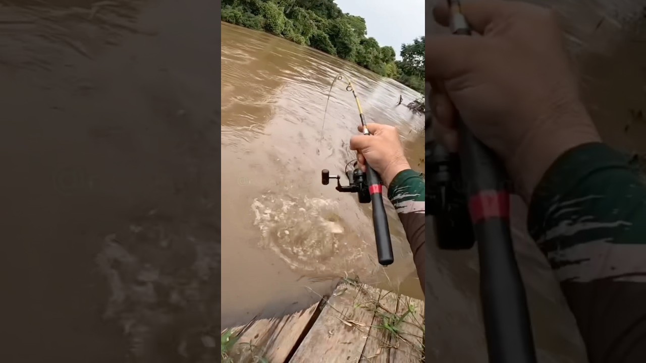 PESCA INACREDIT&Aacute;VEL de PIAU&Ccedil;U no Rio dos Bois CHEIO! Ceva com Milho Amarrado FUNCIONA!