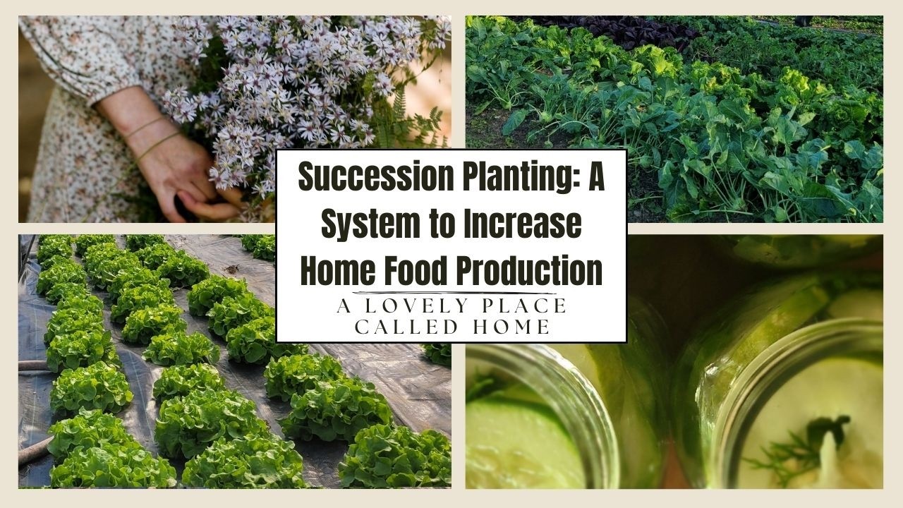 Succession Planting: A System To Increase Home Food Production