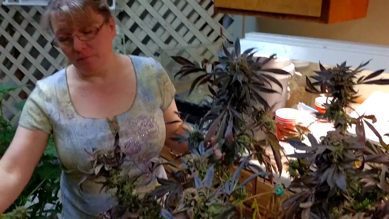 GIANT NUKEDADDY COLAS GRANDDADDY PURPLE 4-FOOT TALL - MONSTER BUDS