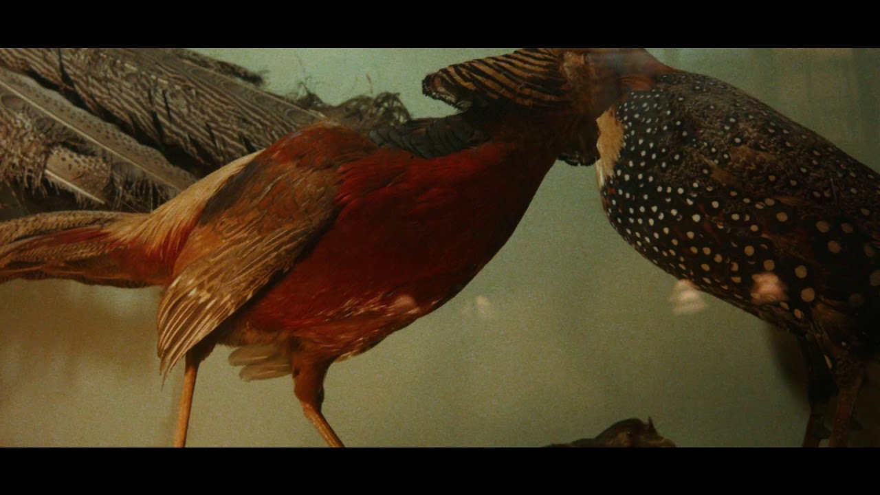 Ipswich Museum