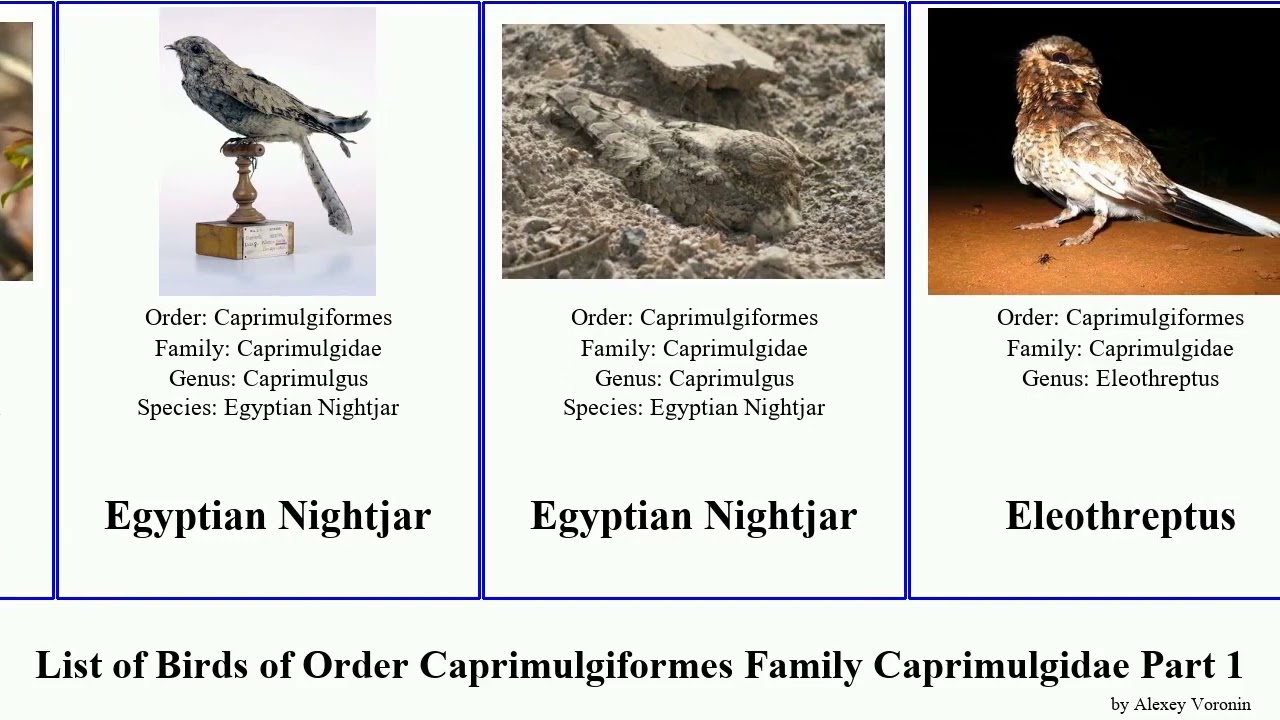 List of Birds of Order Caprimulgiformes Family Caprimulgidae Part 1 nightjar nighthawk common