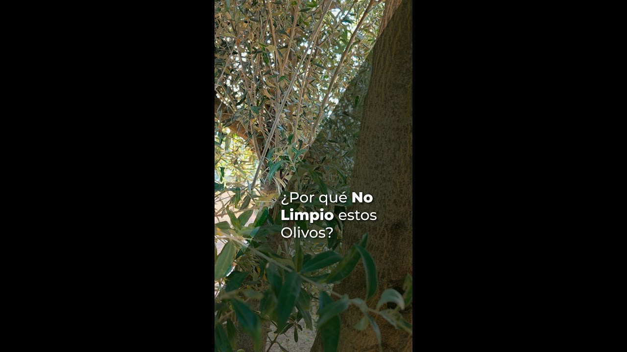 &iquest;POR QU&Eacute; NO LIMPIO ESTOS OLIVOS?
