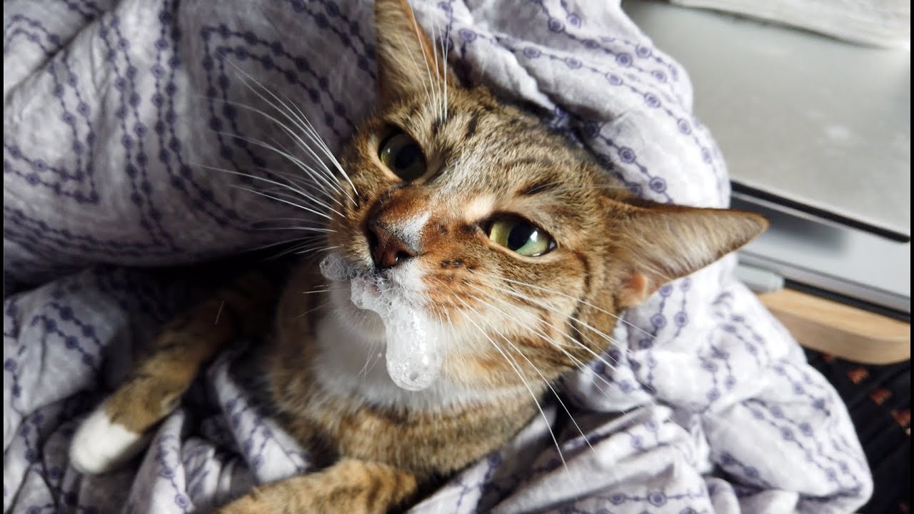 medicine time for cat and cat starts foaming