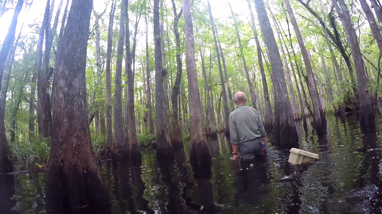 Guided Wet Walk || Six Mile Cypress Slough Preserve