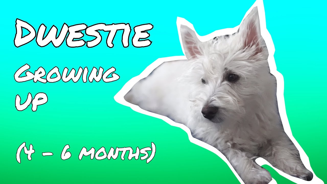 OUR WESTIE PUPPY IS GROWING UP COMPILATION #2 [4 - 6 MONTHS OLD] | DWESTIE THE WESTIE