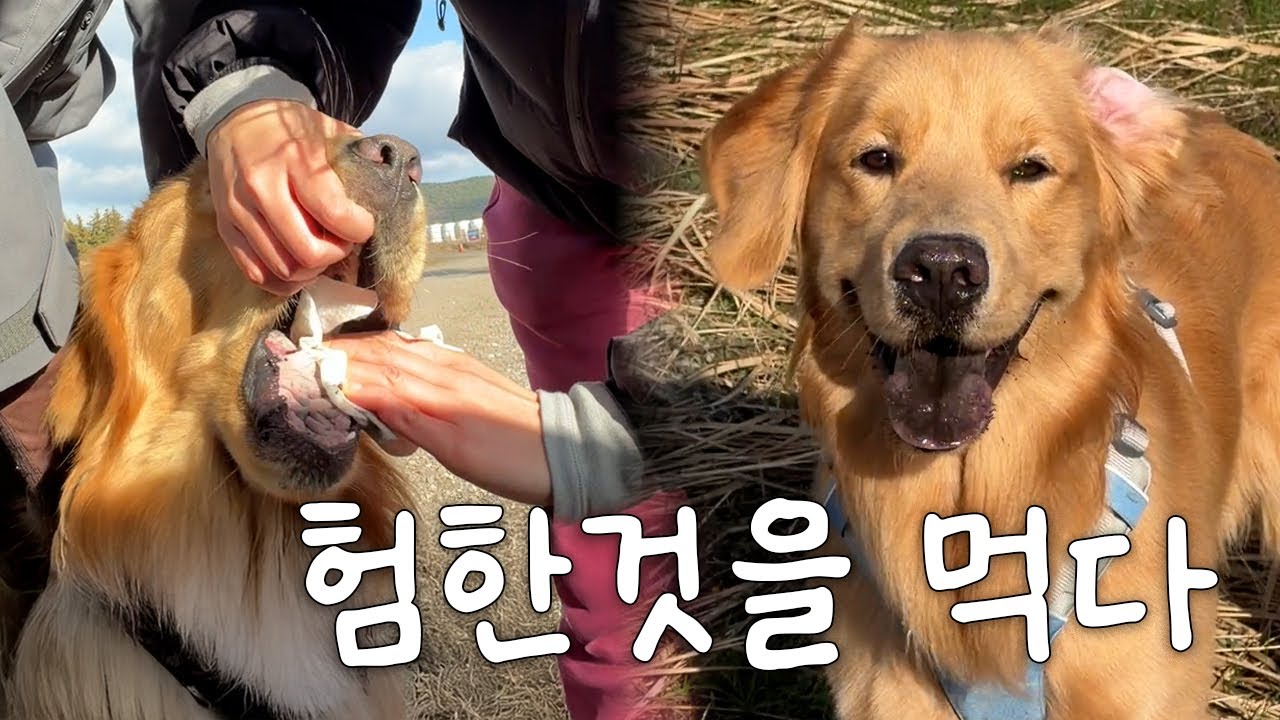 제주에서 리트리버 식도까지 닦아버린 사연 (🌲제주여행 2탄)