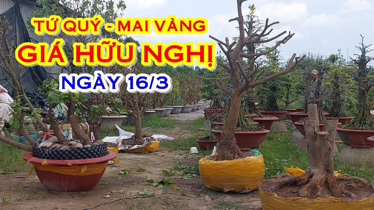 ANH CẢNH 📲 O975988O8O MAI TỨ QUÝ -  MAI VÀNG GIAO LƯU NGÀY 16/01  @MAIVANGNAMBO