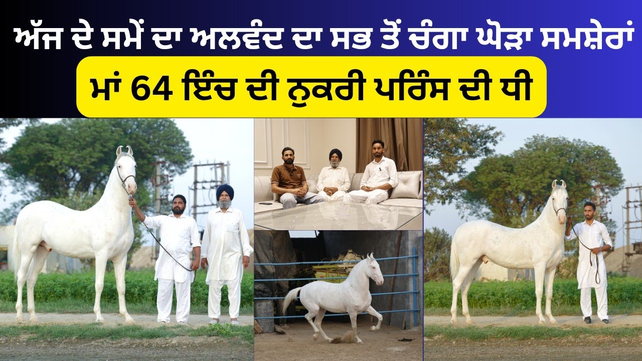 ਅੱਜ ਦੇ ਸਮੇਂ ਦਾ ਅਲਵੰਦ ਦਾ ਸਭ ਤੋਂ ਚੰਗਾ ਘੋੜਾ ਸਮਸ਼ੇਰਾਂ,ਮਾਂ ਬਾਹਲੀ ਚੰਗੀ 64 ਇੰਦ ਦੀ ਨੁਕਰੀ ਸੀ ਏਦੀ ਪ੍ਰਿੰਸ ਦੀ ਧੀ
