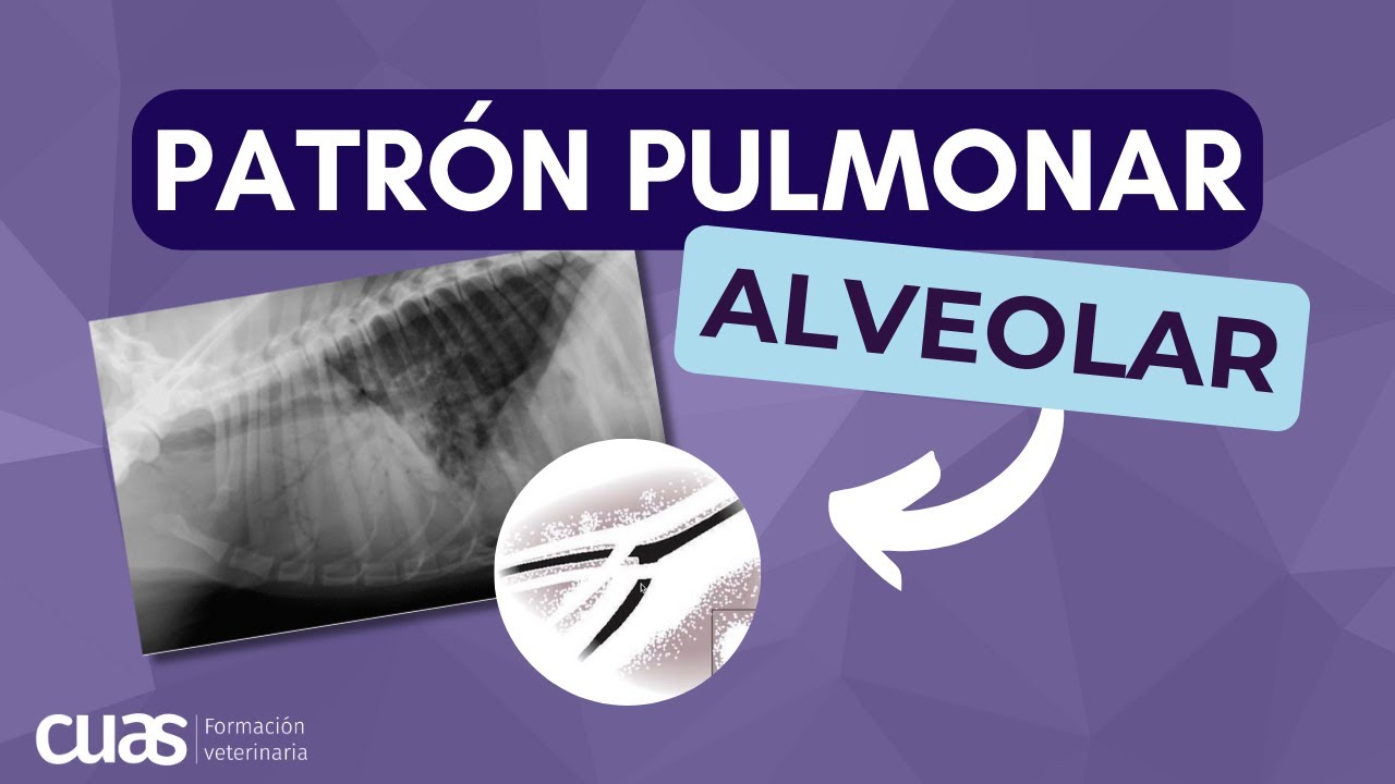 Patrón Alveolar 🫁 en Radiografía Torácica ☢️ de Pacientes en Veterinaria de Pequeños