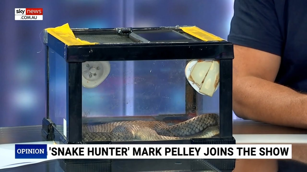 The Snake Hunter shows Sky News host the snake which nearly killed him