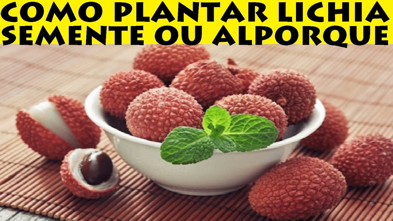 Como plantar lichia e produzir mudas por semente ou alporquia!