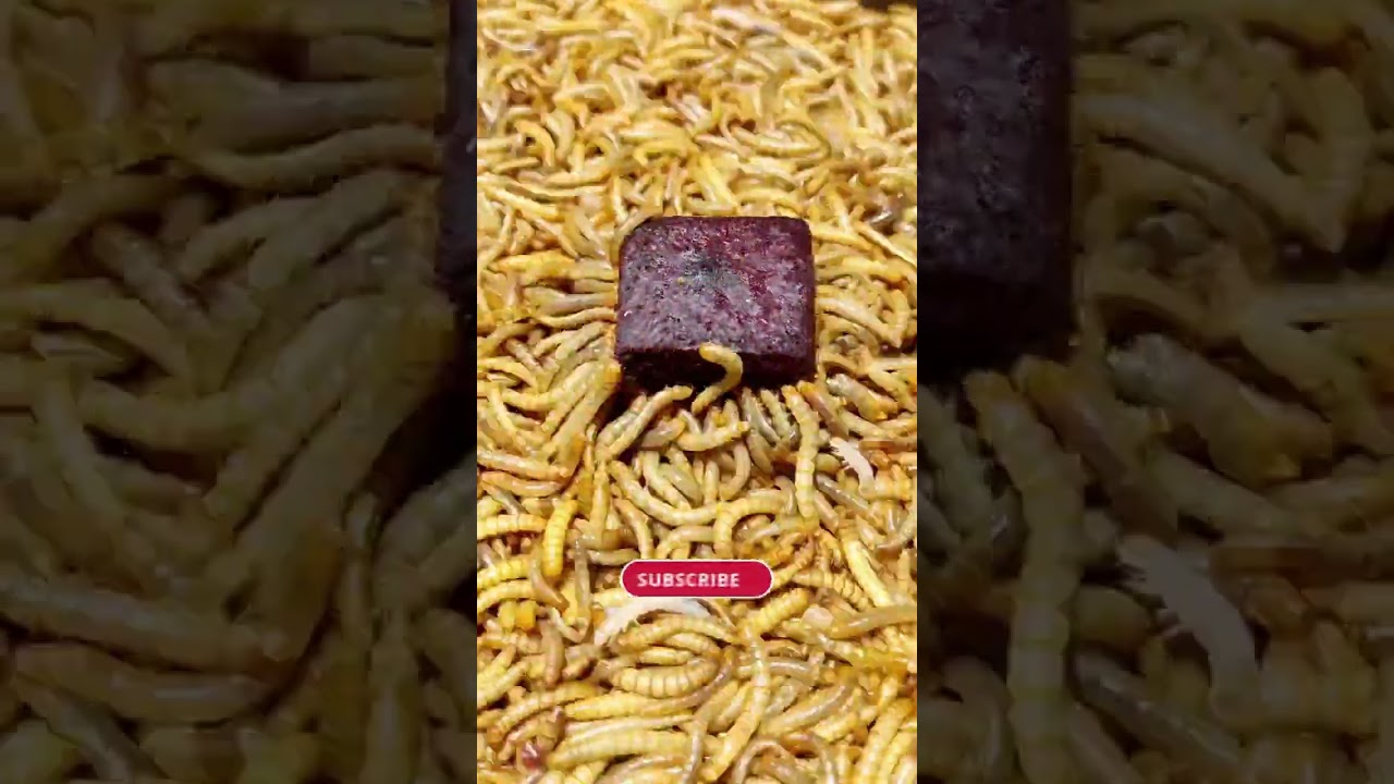 Mealworms time lapse#short #shorts#worm