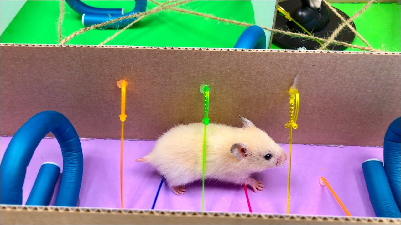 My Funny Pet Hamster in 6-Level Pyramid Maze