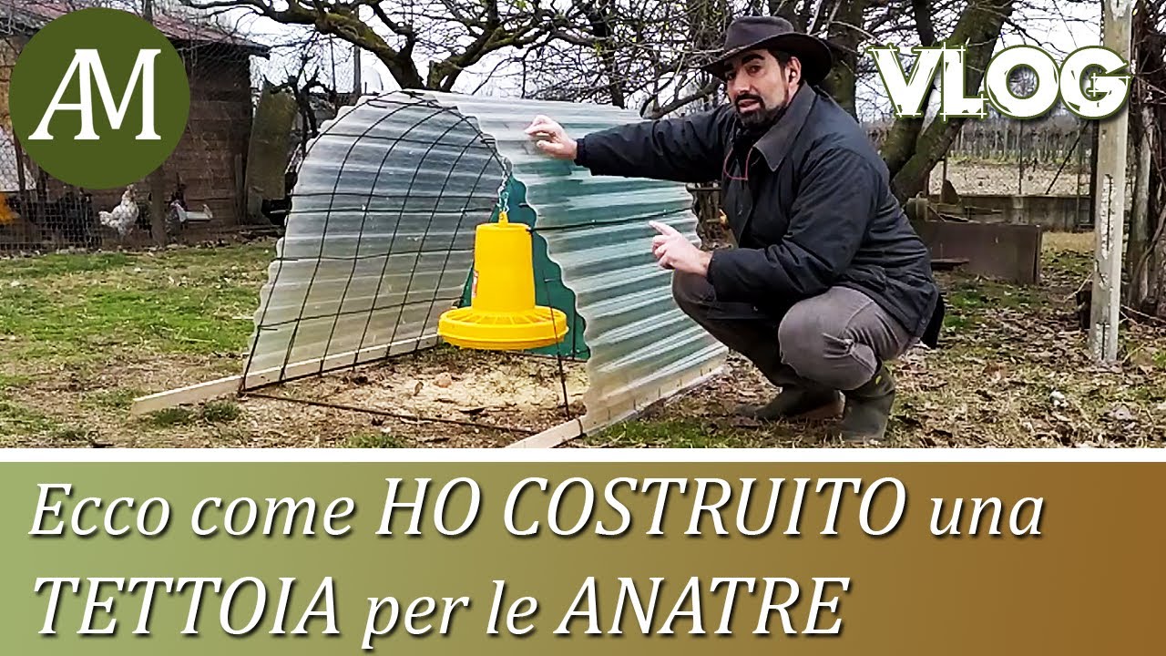 Come realizzare una tettoia per le anatre mute - VLOG