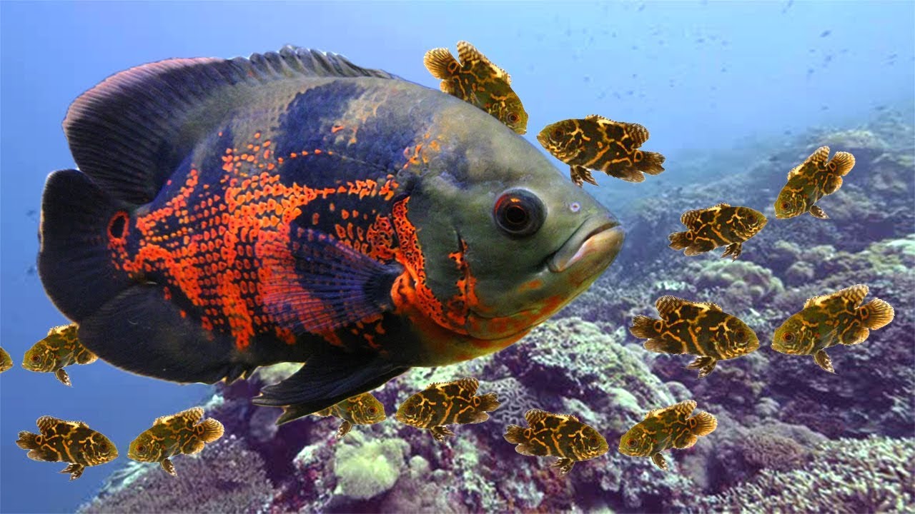 Oscar Fish Laying Eggs Process At Aquarium