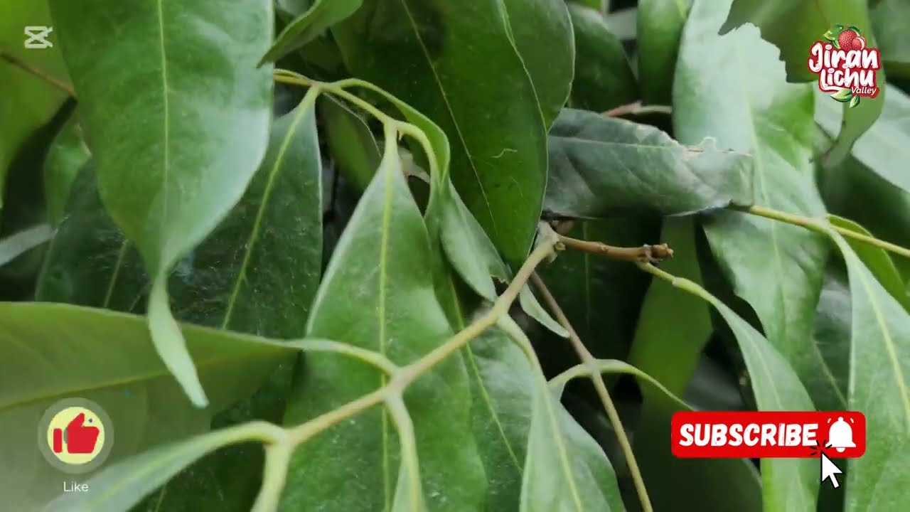 🍒লিচুর🍒 বাগান আপডেট ও কিছু পরামর্শ।। ১৩.০২.২০২৫।।