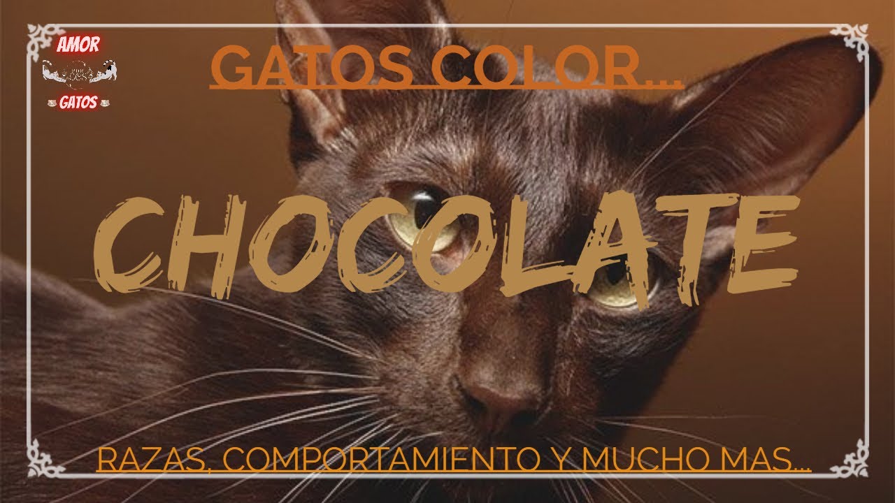 GATOS COLOR CHOCOLATE, RAZAS Y MAS...