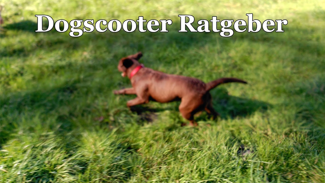 Dogscooter