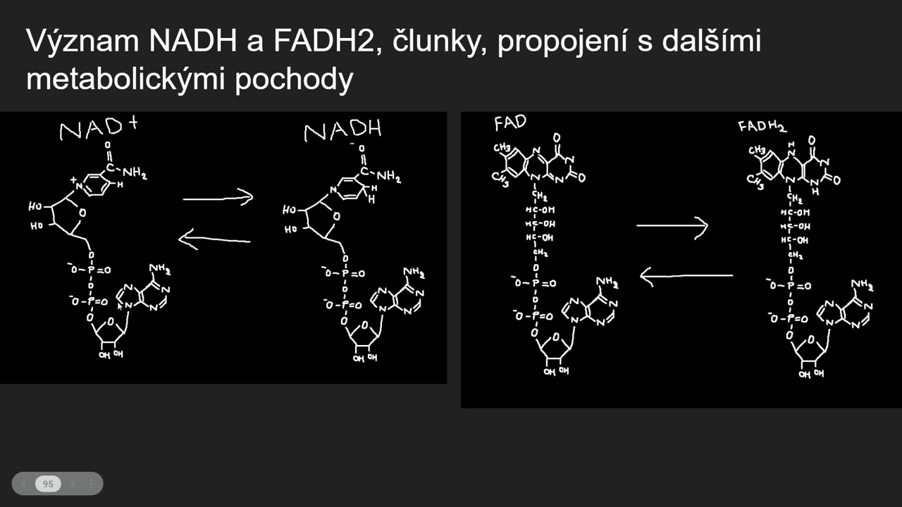 Biochemie 13 - Základní řetězec tkáňového dýchání