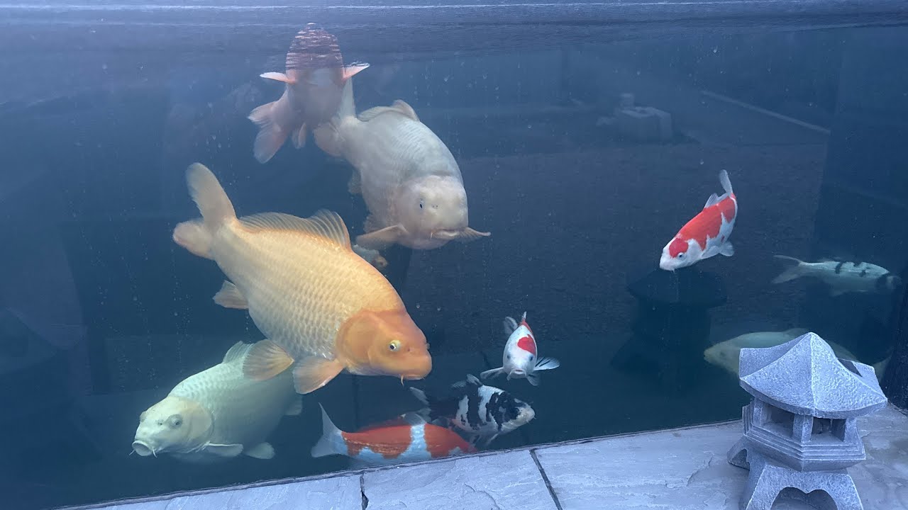Filter house build progress, new tosai and pond cctv #koipondbuild #japanesekoifish
