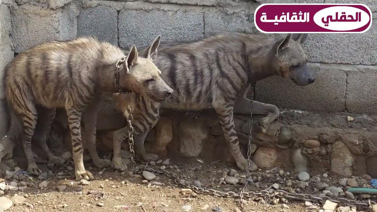 تربية الضباع (العراج) في وادي مور مديرية الزهرة محافظة الحديدة#قناة_الحقلي_الثقافية