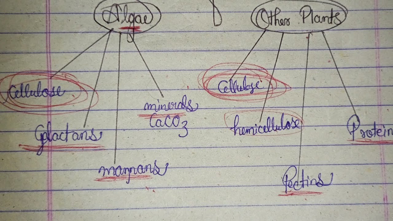 trick to learn cell wall formation of algae and other plants | neet 2023 | medicofamo | cell wall