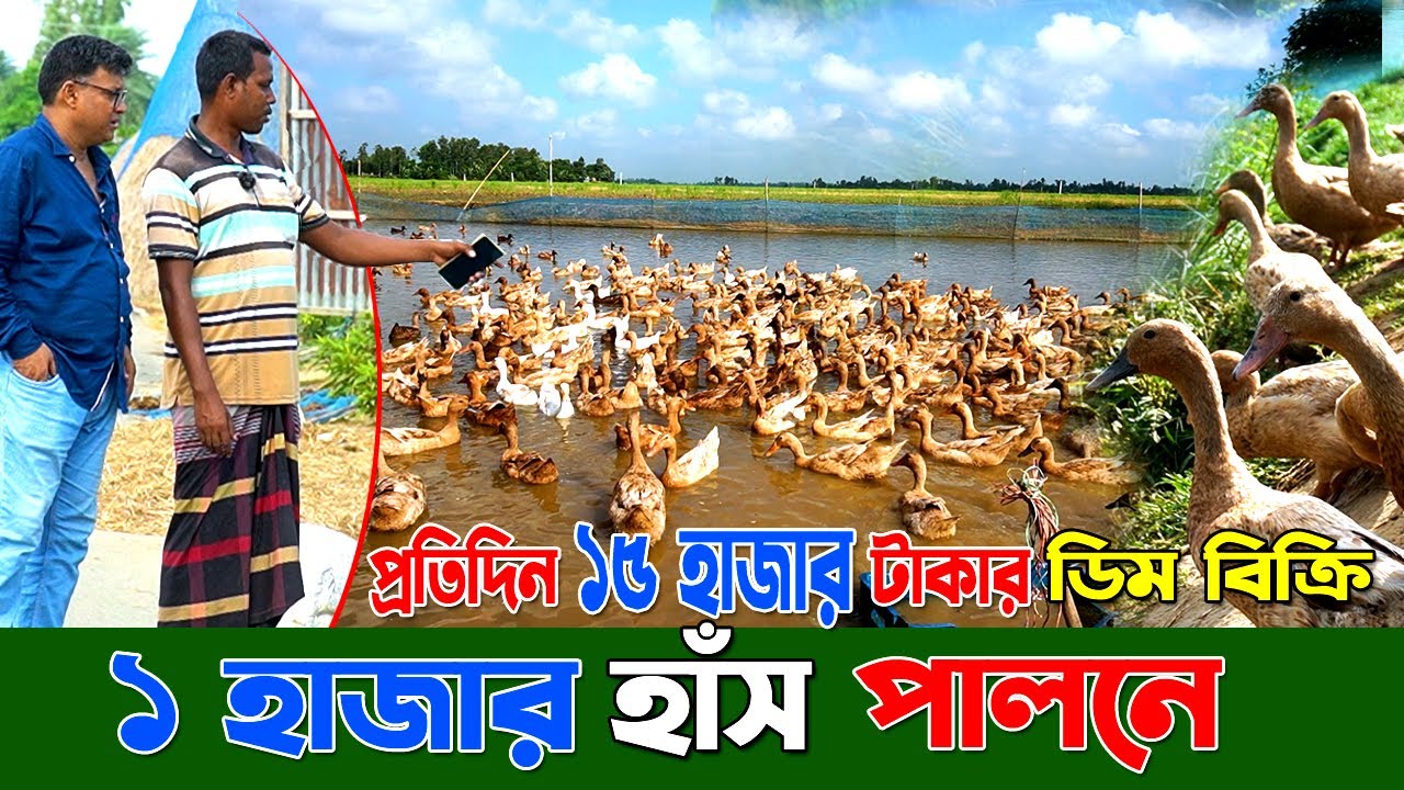 চলন বিলে ১ হাজার হাঁস পালন করে । Hash palon। Duck farm in Bangladesh