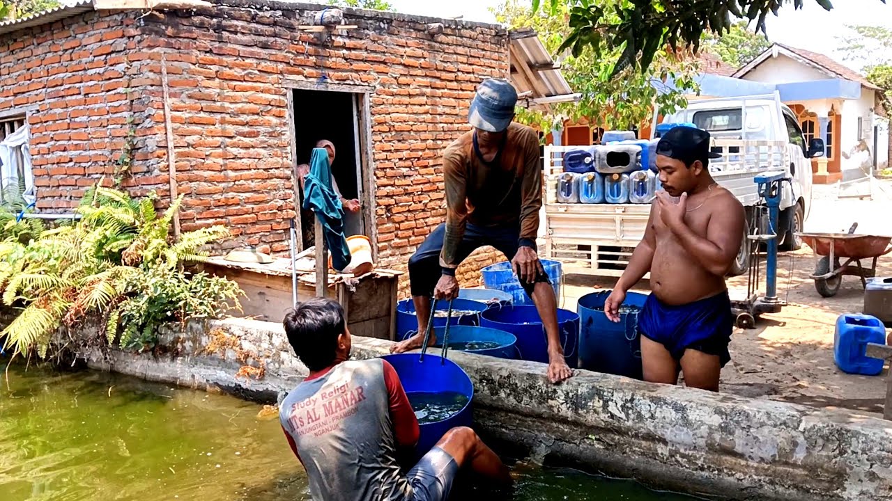 🔴Panen Di Kolam Mbah Imron ‼️Gara gara Campur Ikan Nila Begini Jadinya ‼️