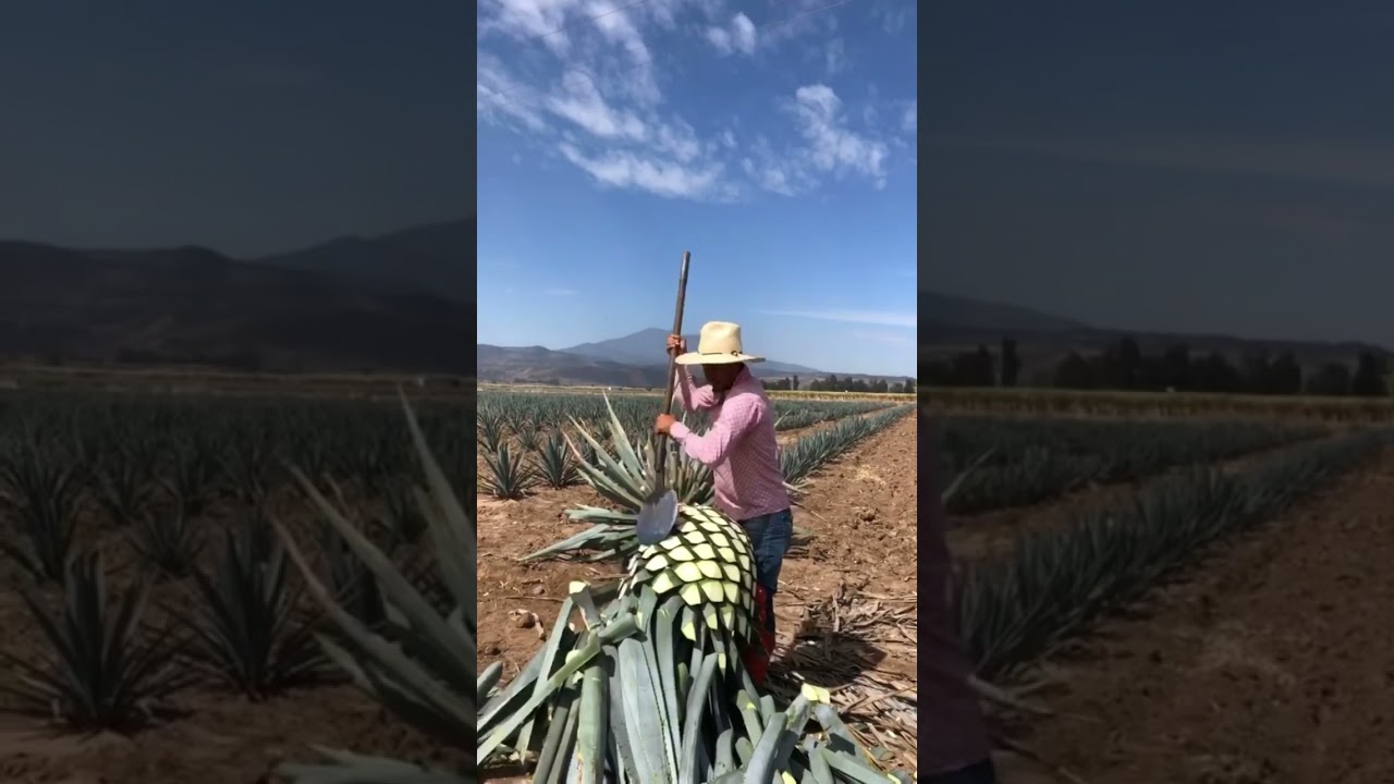 Na polach agawy z tequilą Volcan. 😳 #szorty #satysfakcjonujące #agawa #tequila