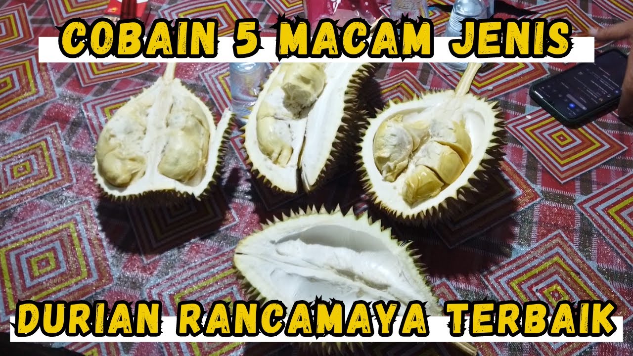 Hunting Durian Istimewa di Rancamaya Bogor