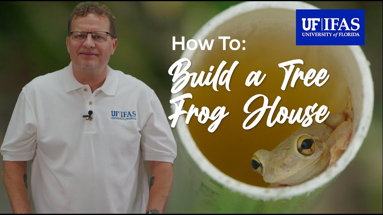 How To Build a Tree Frog House