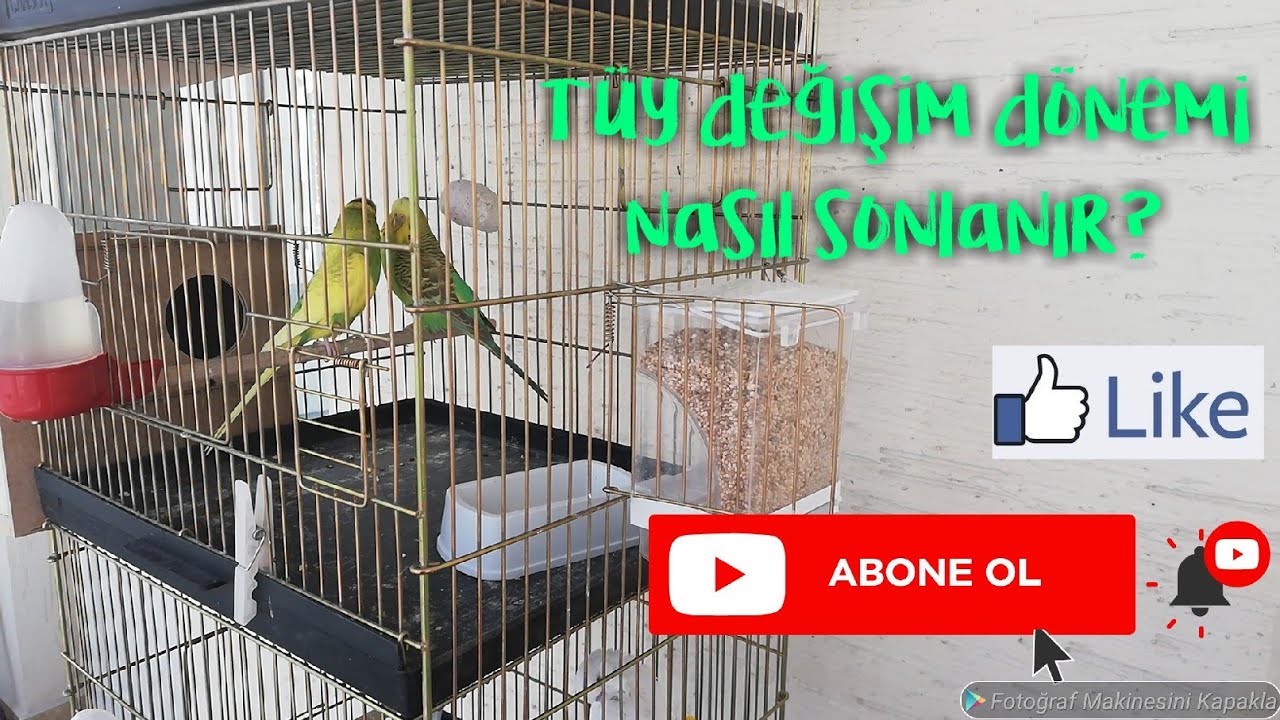 Muhabbet Kuşlarımızın Tamamı Tüye Girdi ve Tüyden Çıkarmak İçin Yaptığımız Uygulamalar