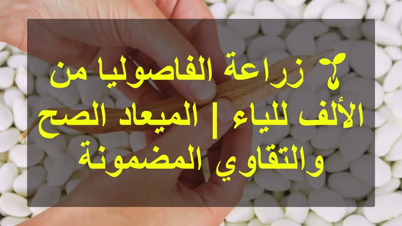 🌱 زراعة الفاصوليا من الألف للياء | الميعاد الصح والتقاوي المضمونة