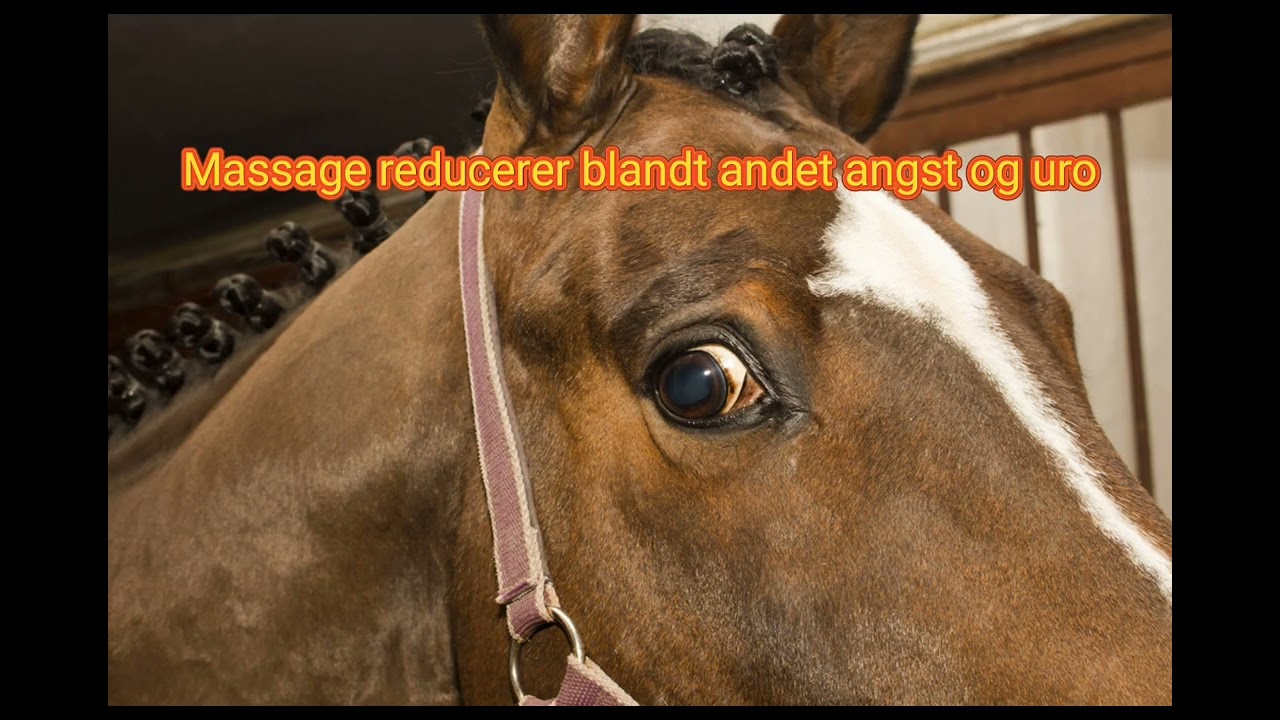 Hestemassage til husbehov