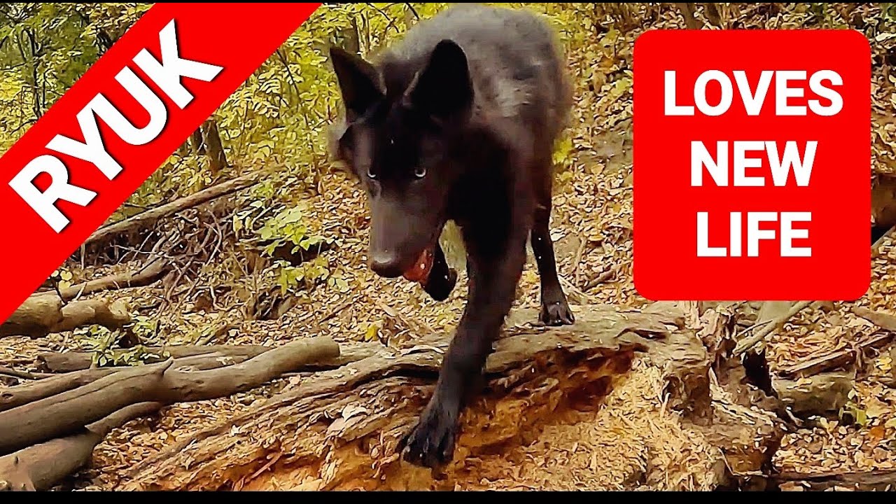 Ryuk LOVES his New Life!