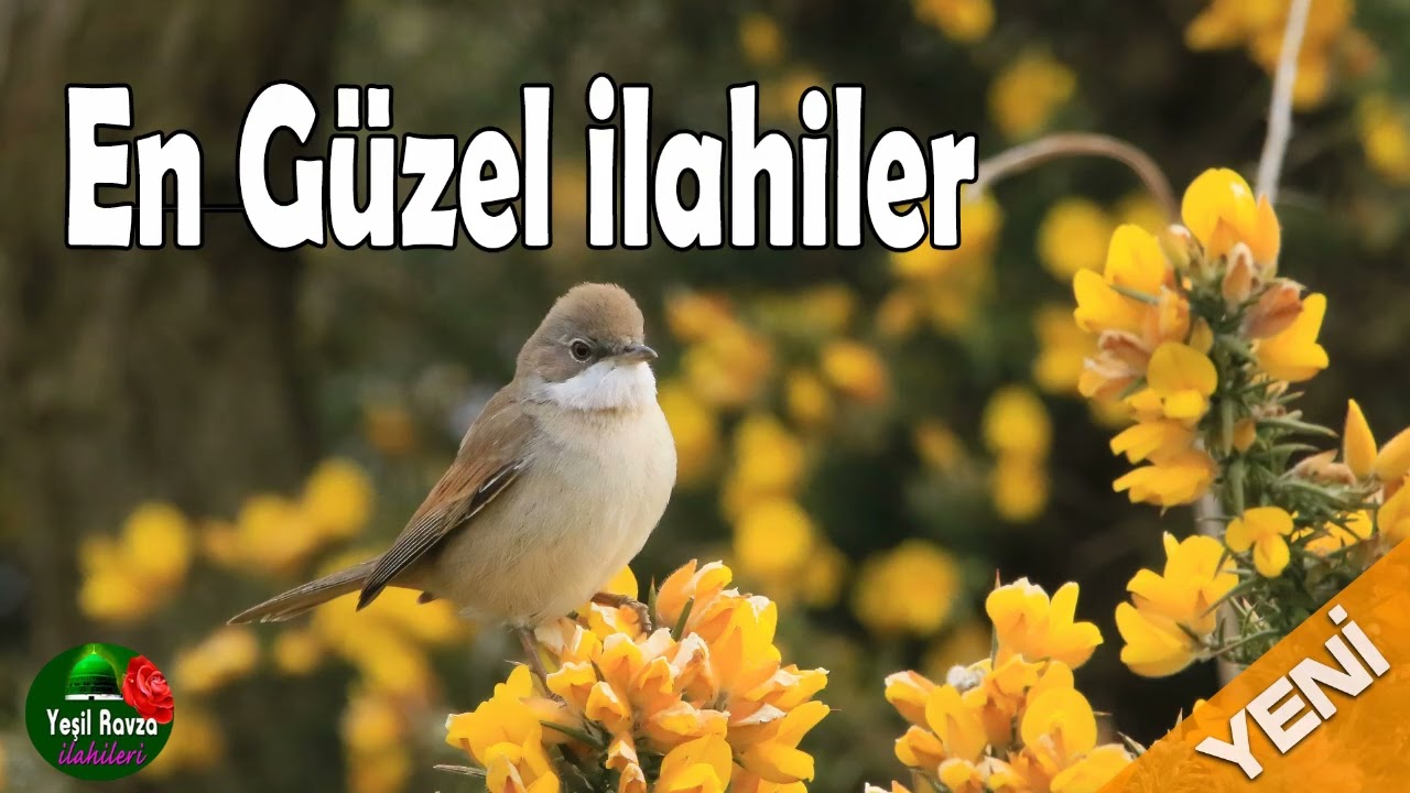 En Güzel İlahiler 💖 En Sevilen Karışık İlahiler 💖 Yeşil Ravza İlahileri