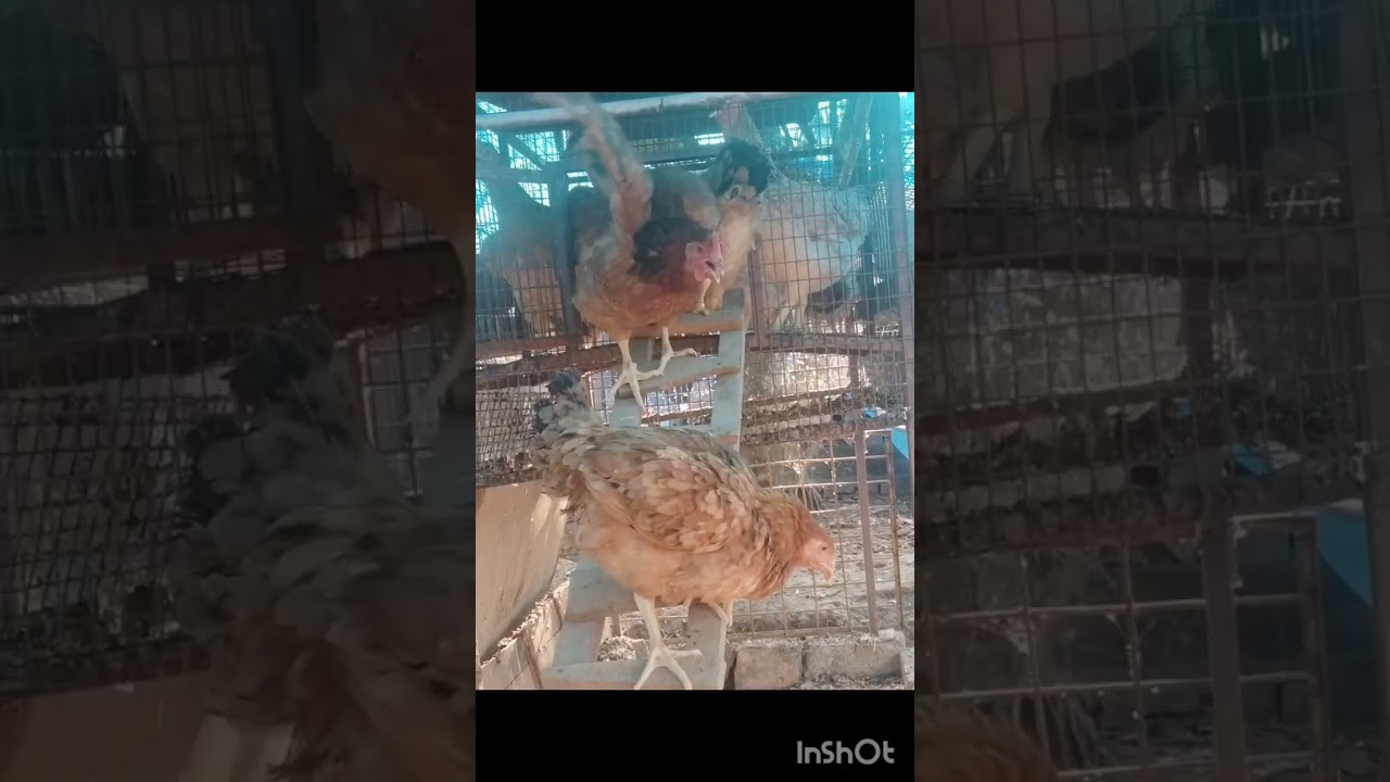 ഞാനും എന്റെ കോഴിയും 🥰👌