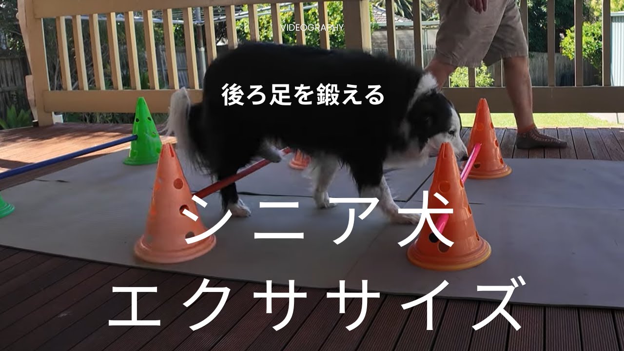 シニア犬のエクササイズ #237 (字幕あり）
