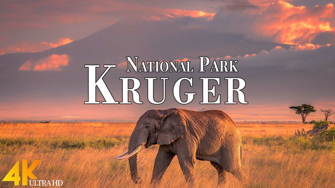 Kruger National Park 4k Ultra HD &bull; African Wildlife, Scenic Wildlife Film with Calming Music.