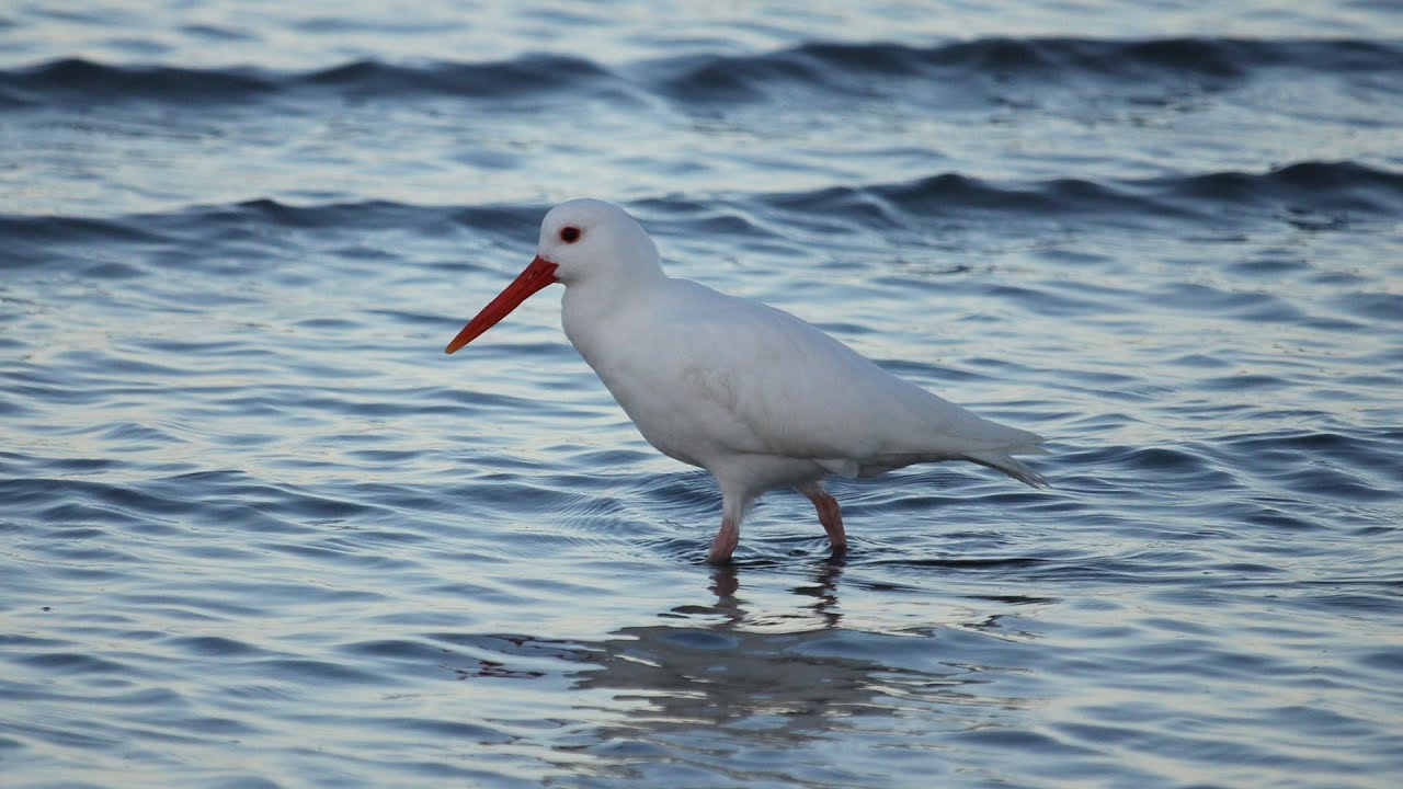 Leucristic Variable Oystercatcher at Duder's Beach