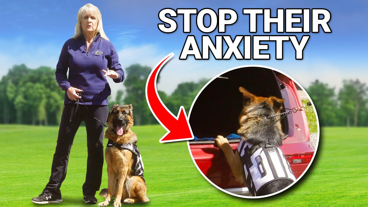 Biggest Mistakes Owners Make When Calming an Anxious Dog