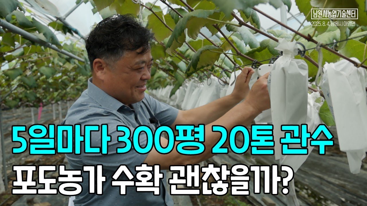 캠벨얼리 5일마다 300평 20톤 관수한 포도농가 수확하는 날 괜찮을까?