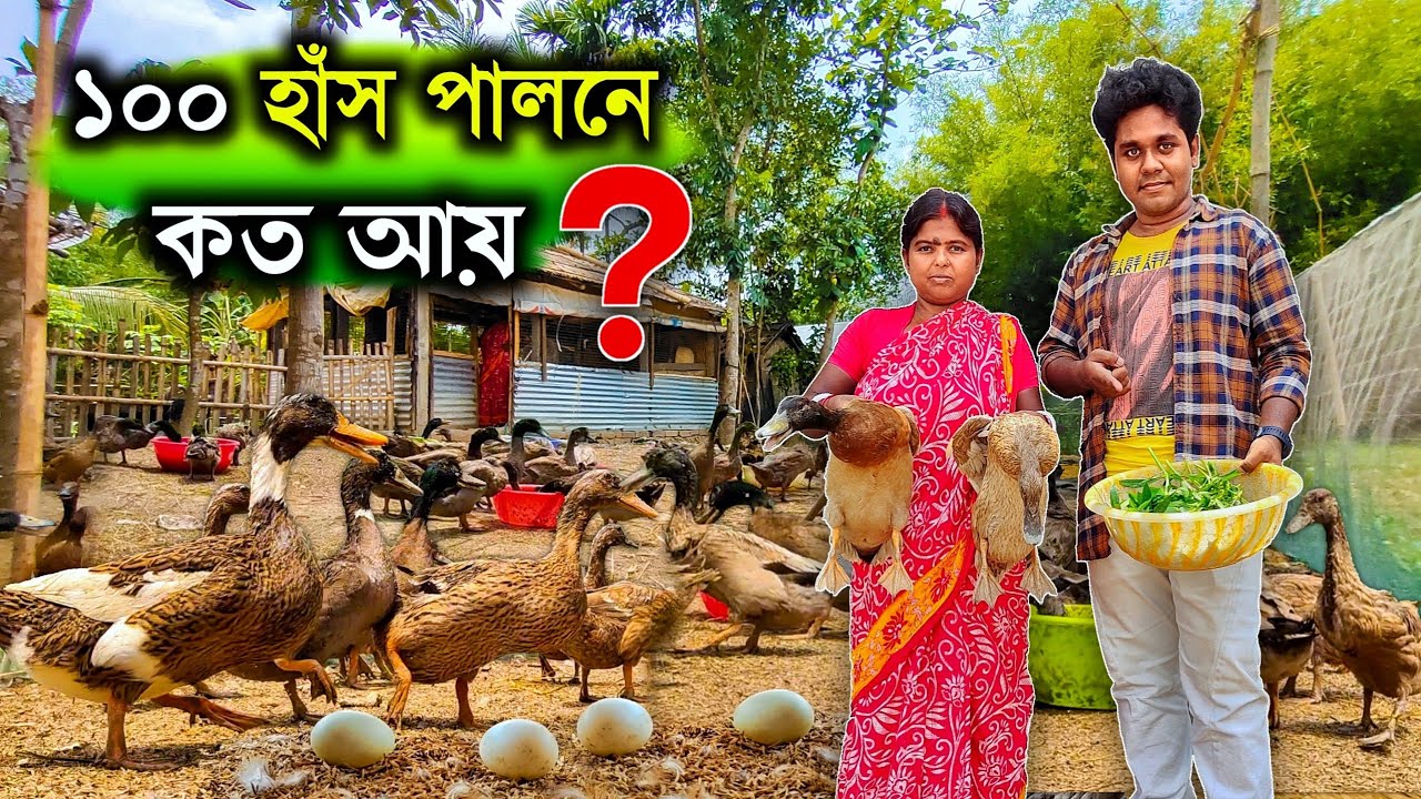 ১০০ খাঁকি ক্যাম্ববেল হাঁস পালনে কত আয় ? how to start duck farming | khaki campbell duck farm