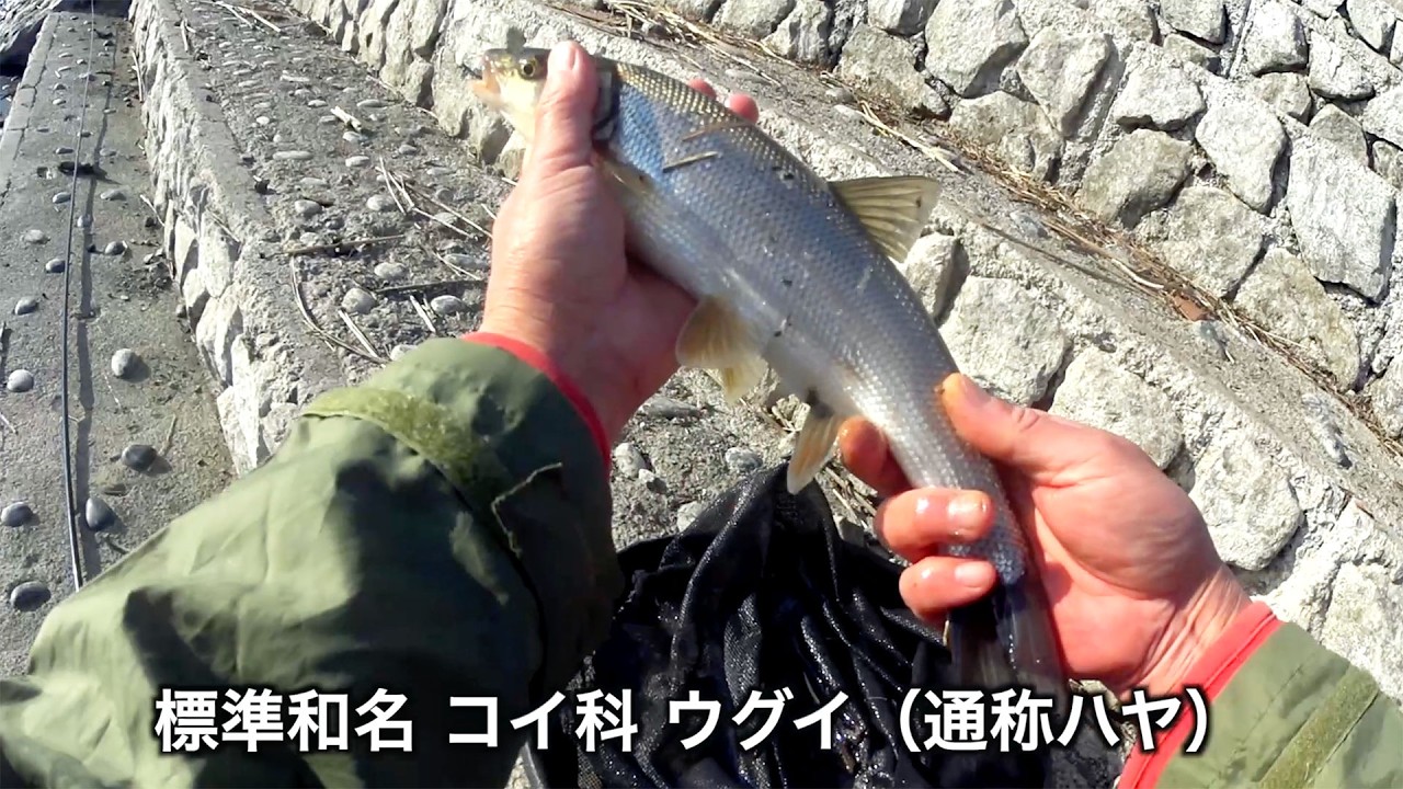 厳冬期の川釣りなら健啖隊【デカイ寒バヤを釣って塩麹で漬けてから焼いて食ってみた】