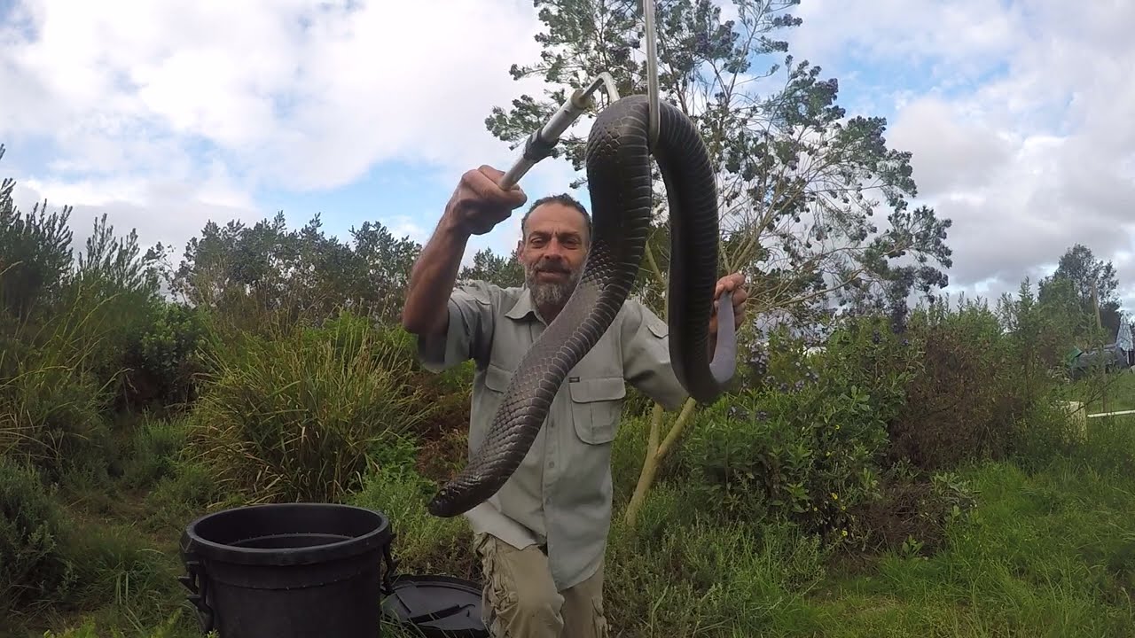 Big Black Molesnake!!!