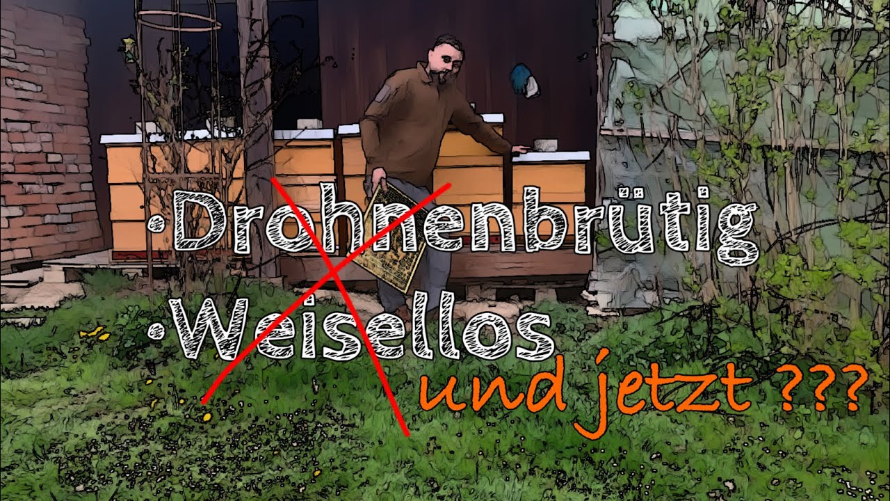 Drohnenbrütig, Weisellos und jetzt ???
